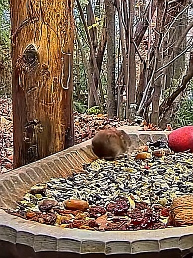 livebirdspoland_8ef1bb6847fa244e5401adb877bfbec6.jpg