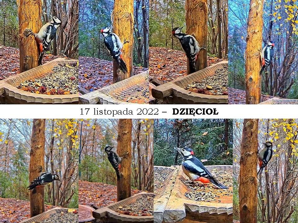 livebirdspoland_d69721cb82e4d48068a747bf50d742e0.jpg