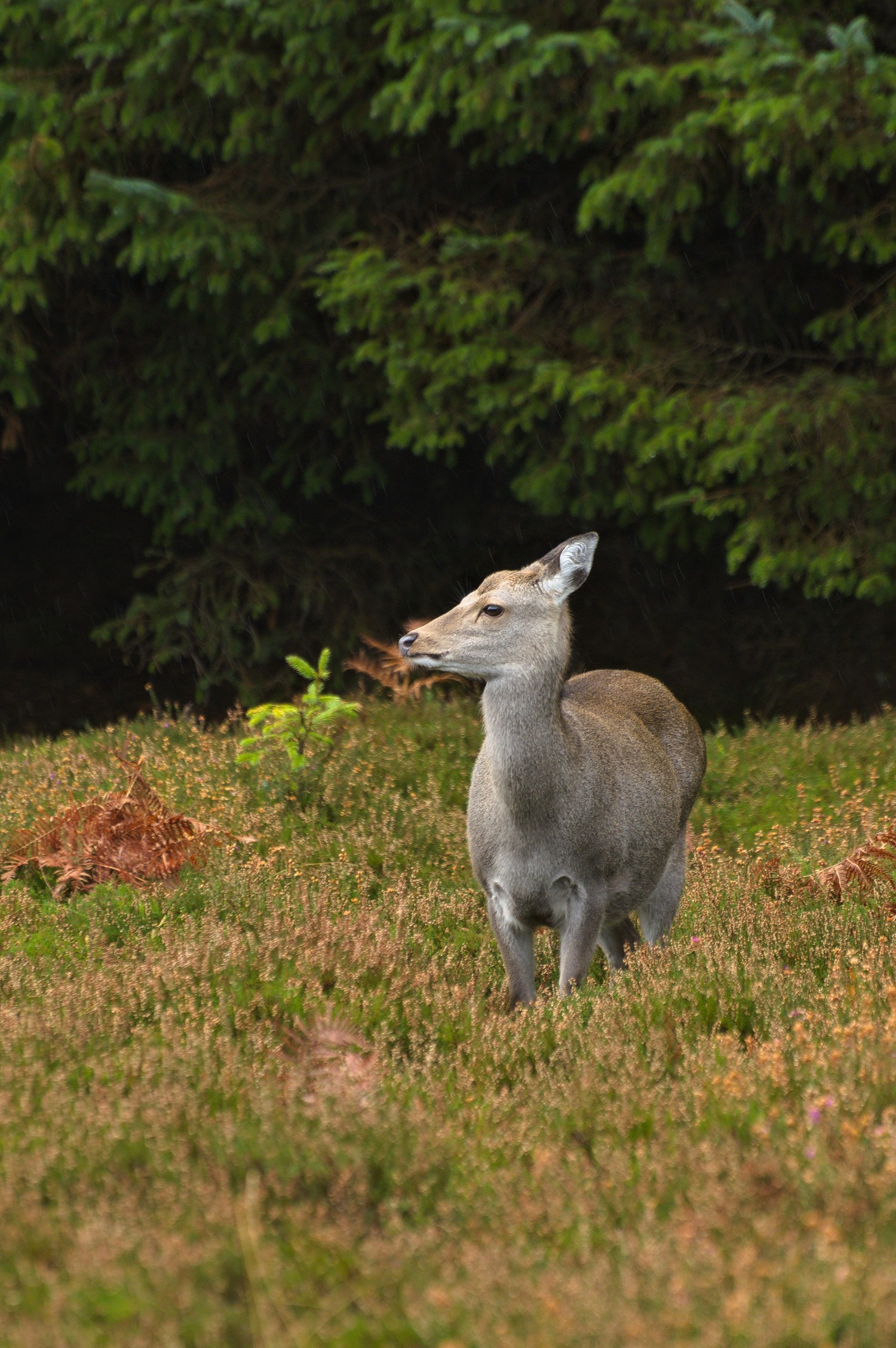 livebirdspoland_80a3f97e69fc86d1e0a294d7c1e0f23b.jpg