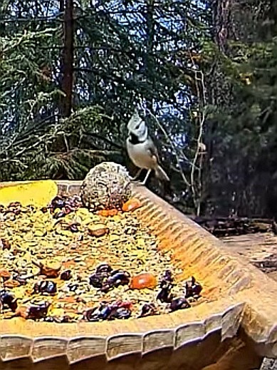 livebirdspoland_526ad54e873f1644221e7a0d1cab3031.jpg