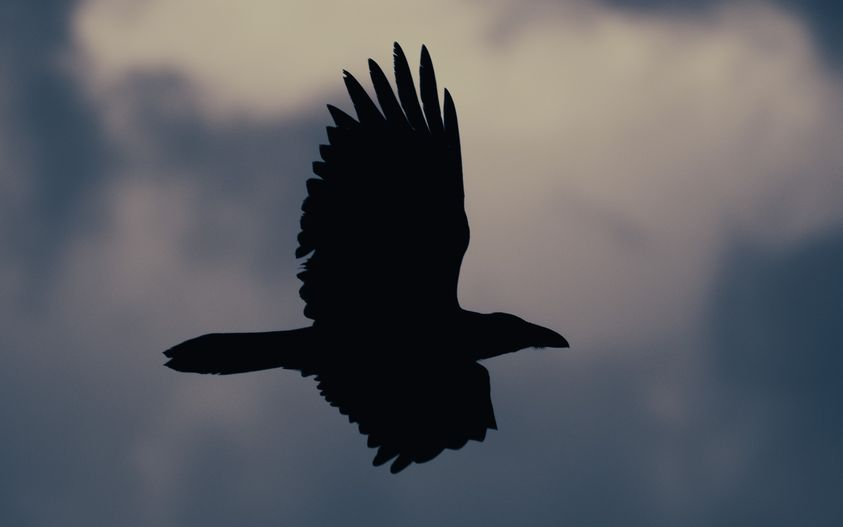 livebirdspoland_063b148df898109845ec85196d0b0ec4.png