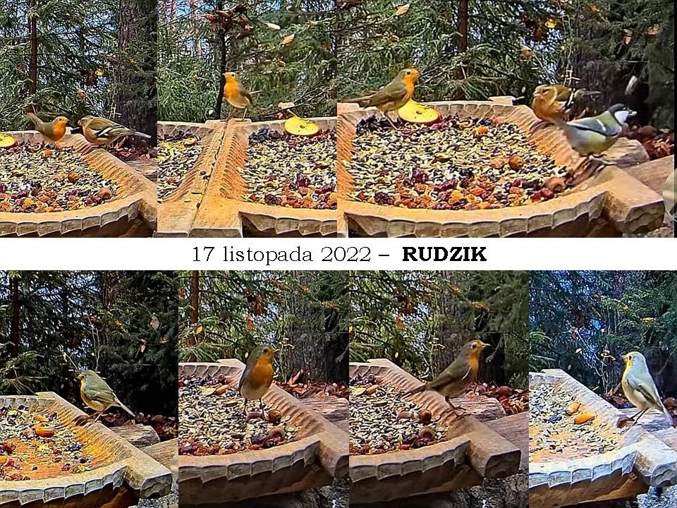 livebirdspoland_c66d7717096f8d080f5f522dcaccdd3c.jpg