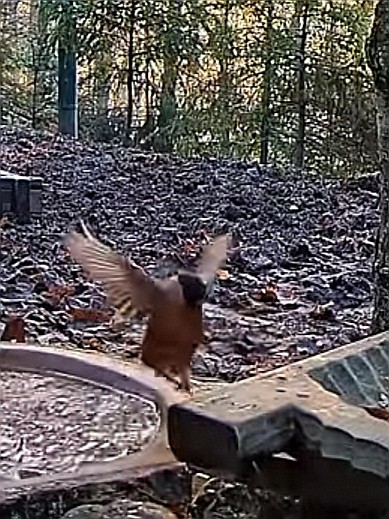 livebirdspoland_70876e881a7d6cfc85149d6543a85e90.jpg