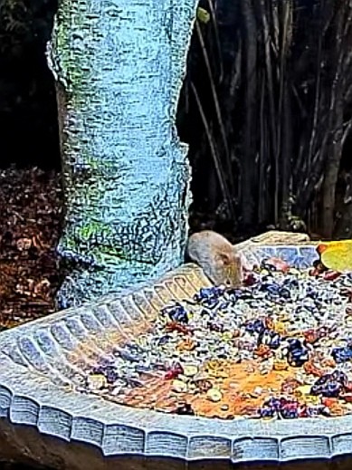 livebirdspoland_242367b633db8cb79b2cec72710ed48a.jpg
