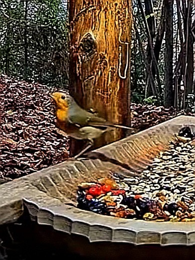 livebirdspoland_738d94baa803da0e93db419d59ef2ae6.jpg