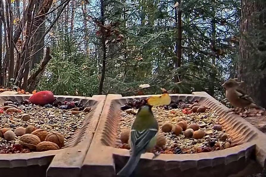 livebirdspoland_5c32aadecca859b6481a7057fff56d58.jpg