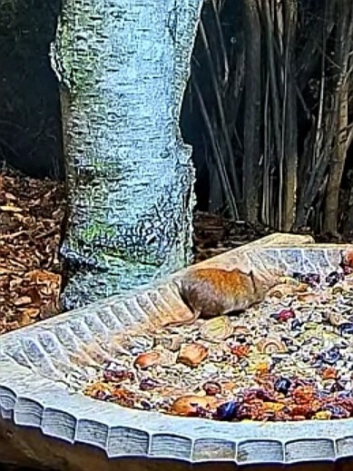 livebirdspoland_c1a100e73a0951d299118085f3dff40b.jpg