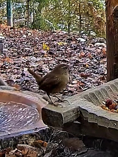 livebirdspoland_211583c2e32b8ea61e9b51e446339db1.jpg