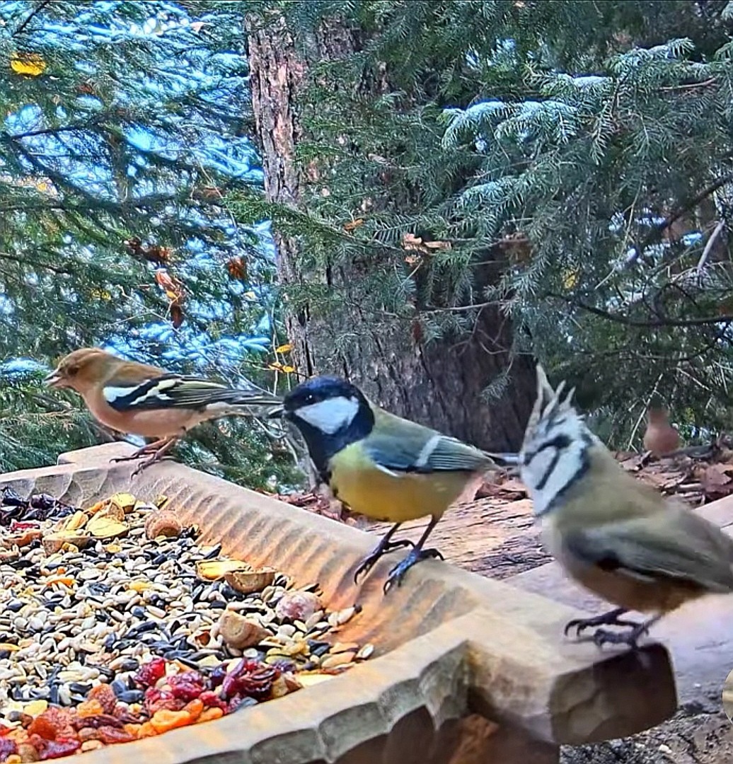 livebirdspoland_2397719d9bf453a26b89b2dbc8412d5c.jpg
