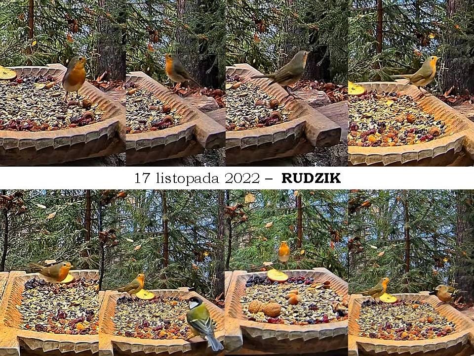 livebirdspoland_7579bff371b0b390f84ec8e1cb234102.jpg