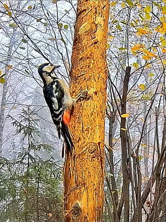 livebirdspoland_a66aa8967ec779bcbe0c182cb117c080.jpg