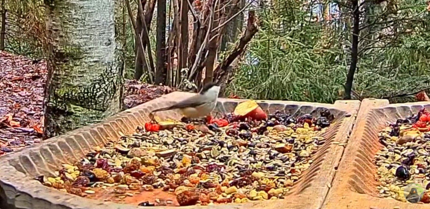 livebirdspoland_c4d41d2ac7aa1cce27e8ca5cd59e163d.jpg
