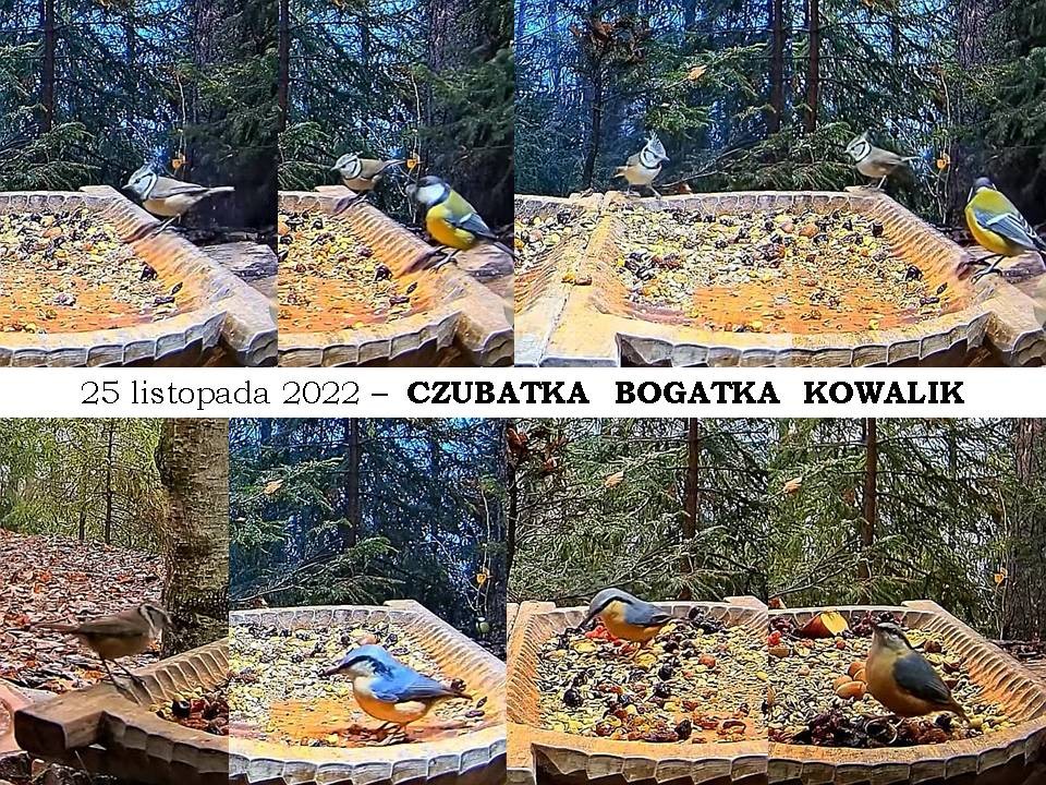 livebirdspoland_e7e4a96c4fa0e8ed25baf76e7d1e56c0.jpg