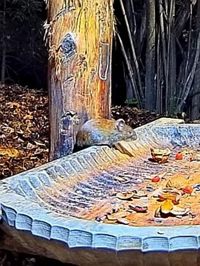livebirdspoland_bd79b5385b4551f066981f917bc0558a.jpg