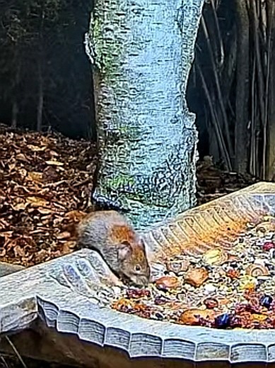 livebirdspoland_ec45668486d4294ae23d13bc8ad97fe3.jpg