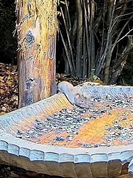 livebirdspoland_3cc909892839b826e82b851c7765e396.jpg