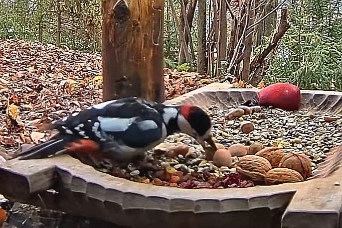 livebirdspoland_4c09c472274e1963d9124c701bd132dc.jpg