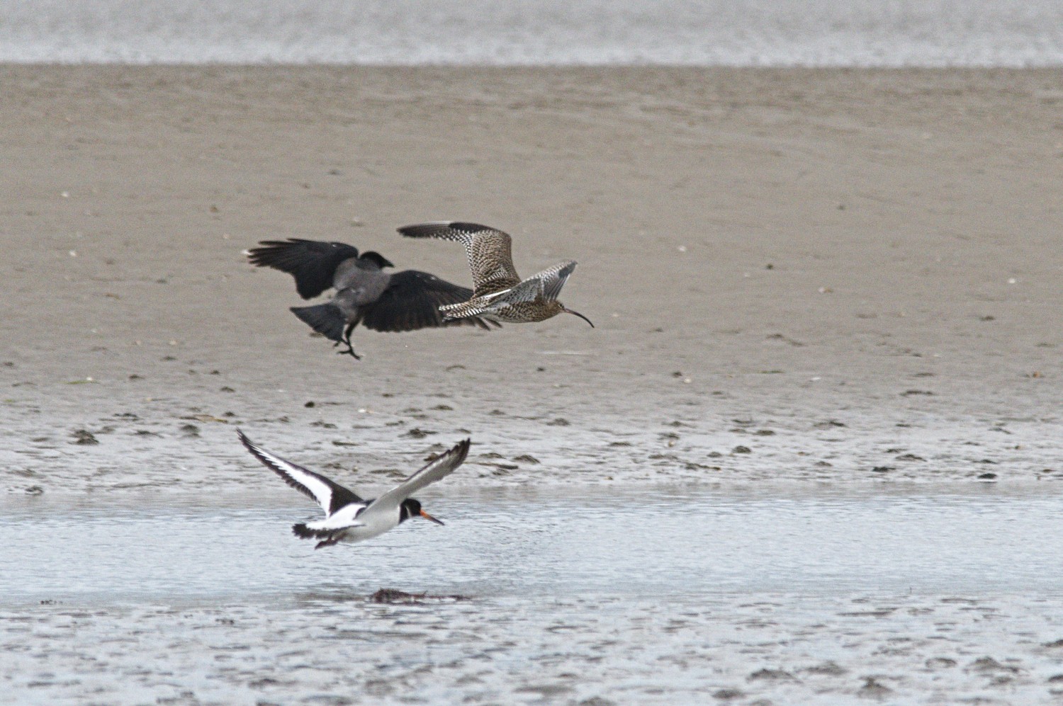 livebirdspoland_611c3f0581bc876ad9ca996747e2a93b.jpg