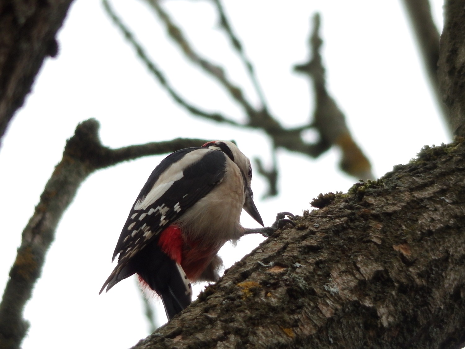 livebirdspoland_b23a11e4b21a5eadc8a3782926cea536.jpg