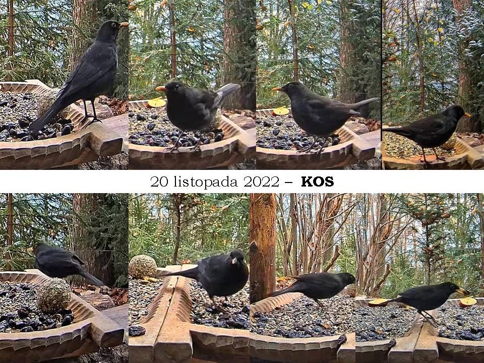 livebirdspoland_d296305585d36489e48b3caac924b952.jpg