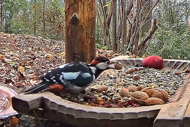 livebirdspoland_980d669e16ca908d6fbe0b190e009a5f.jpg
