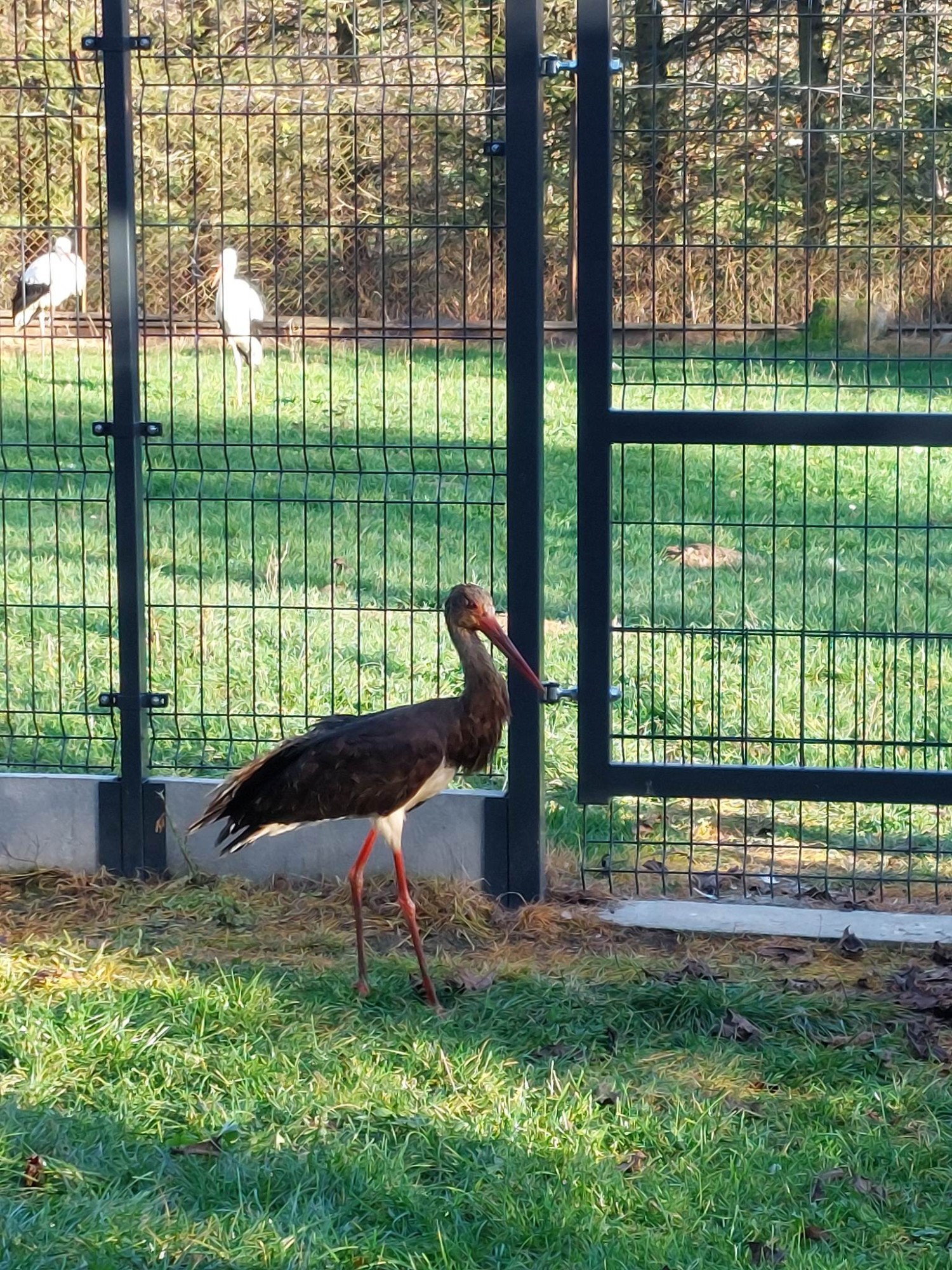 livebirdspoland_a2ab4d571f1132861107fe9be45947aa.jpg