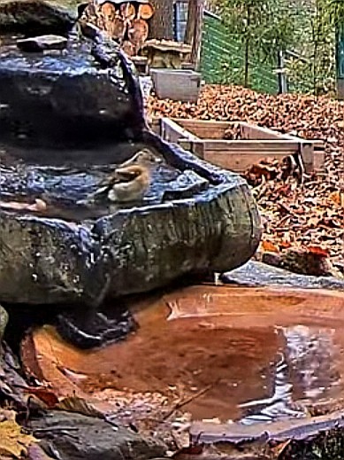 livebirdspoland_4e5521f6c20d14e8d25654c28357dda7.jpg