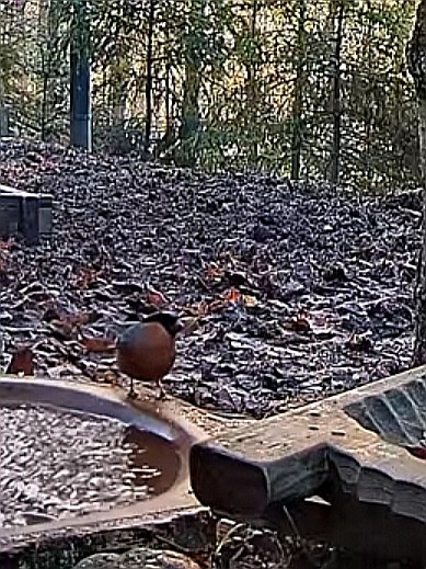 livebirdspoland_5f782fb82aea6ac3d88082f8343ba08f.jpg