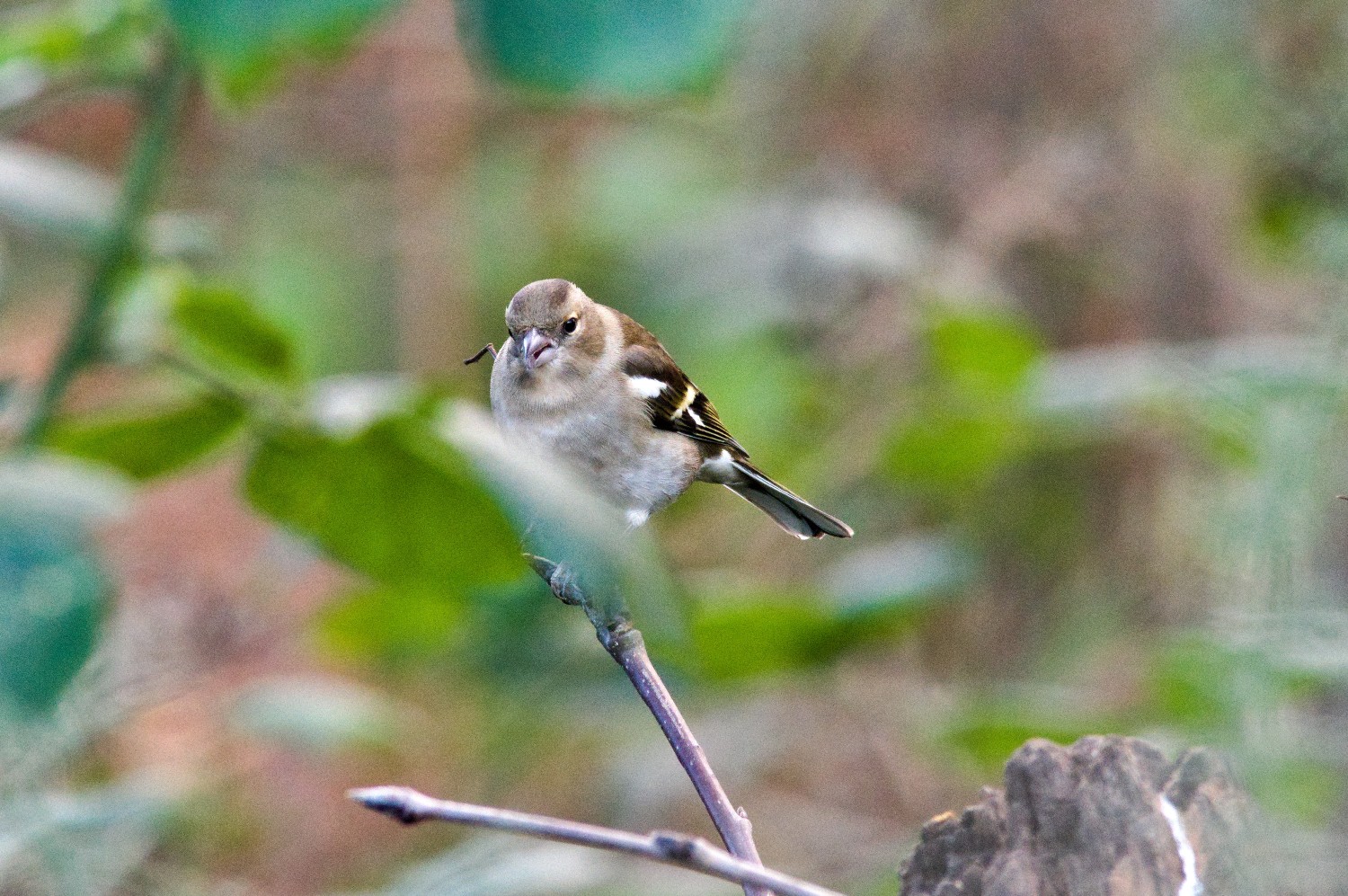 livebirdspoland_ad8c8af93e1477786274e01c3ad3cbfe.jpg