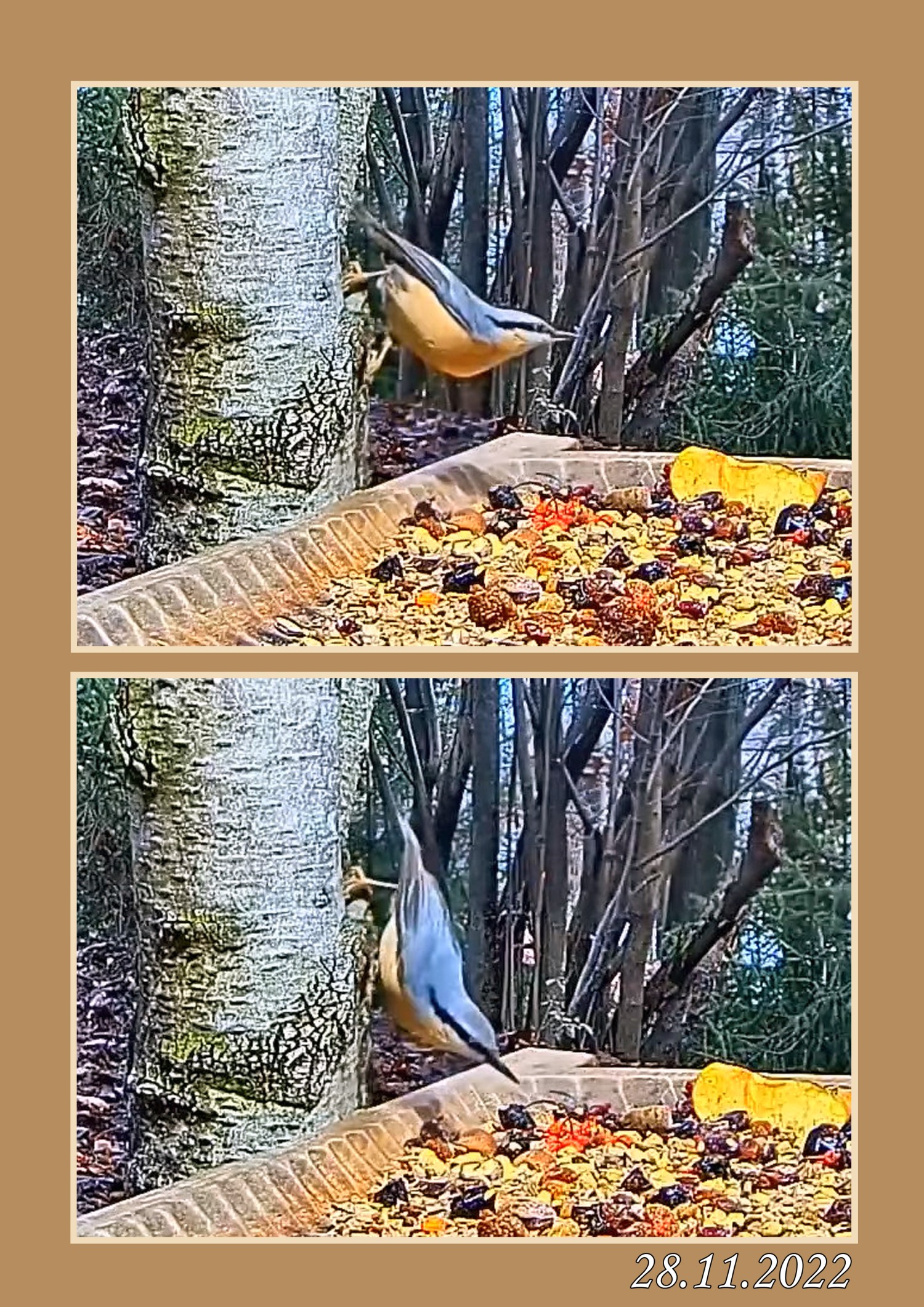 livebirdspoland_013d734079a2204f9cec8cd2e87e6e0f.jpg