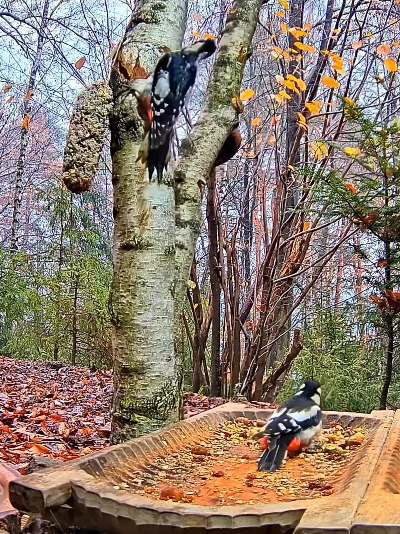 livebirdspoland_462d2e99f6380a1cd7fa70df09ee815d.jpg