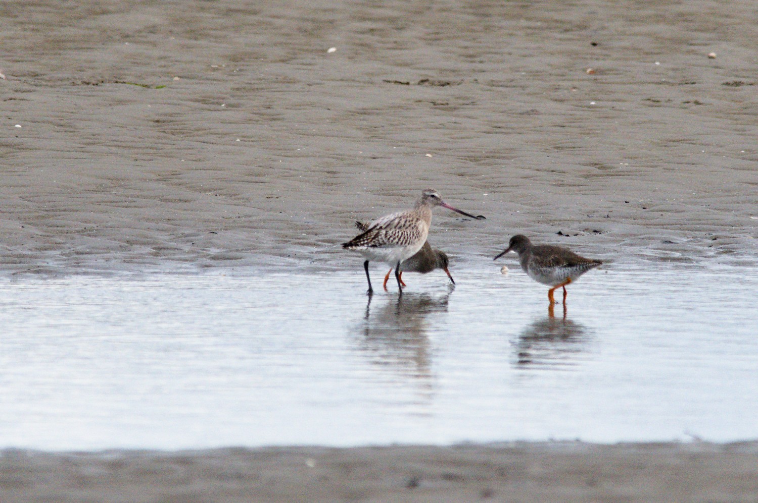 livebirdspoland_9a00079d8e3e44f1089ae110ef21e89d.jpg