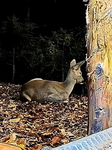 livebirdspoland_894d47ae89792d2c7c00da0d1a9bc5b3.jpg