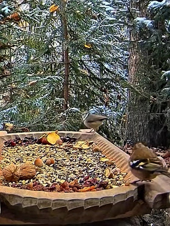 livebirdspoland_fb8d552c04af35ead239616c37d9d947.jpg