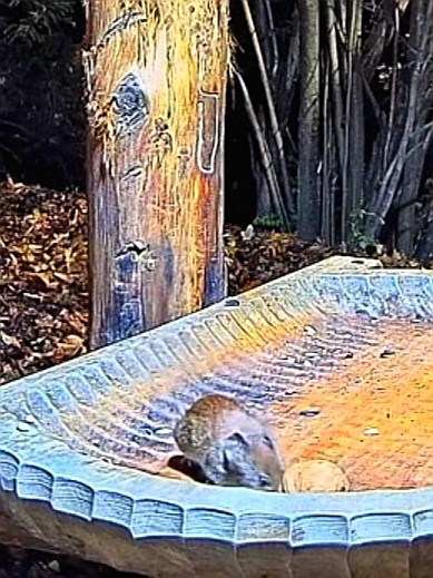 livebirdspoland_dd9a3141e15475fa48da69c9c0e434bf.jpg