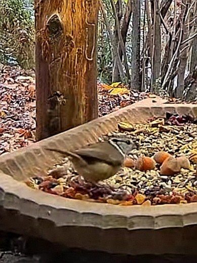 livebirdspoland_b7c22474da989dff37553e4f0396dbee.jpg