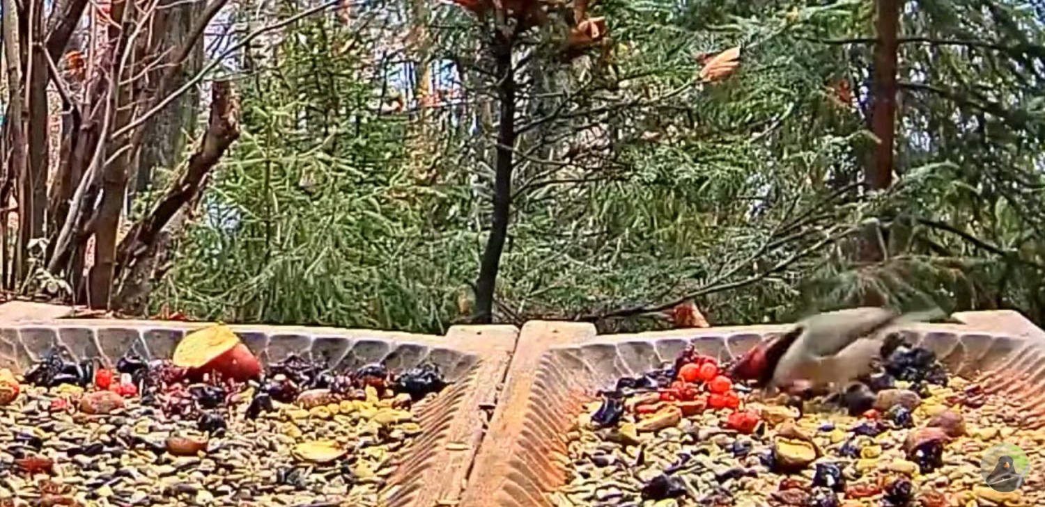 livebirdspoland_ce29fc8d09b4bbfd851c94fe5cfea2ce.jpg