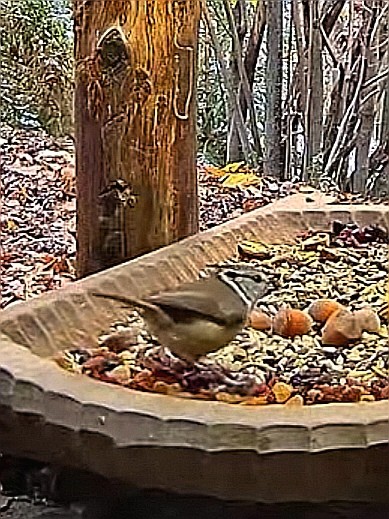 livebirdspoland_f695e4eddbd7be6b49f63fd1ec2a9f35.jpg
