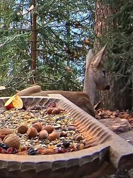 livebirdspoland_bcd073eb25931ab1df97e1c91ae6bcf5.jpg
