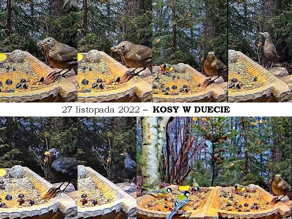 livebirdspoland_6aa535ab1c8758a5ae1a5f37bc76f1df.jpg