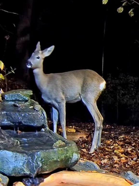 livebirdspoland_b51e620c2c3d0027932d59487b8f6db1.jpg