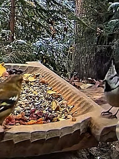 livebirdspoland_6adba8b44f0a0c5b6711eb4054c50557.jpg