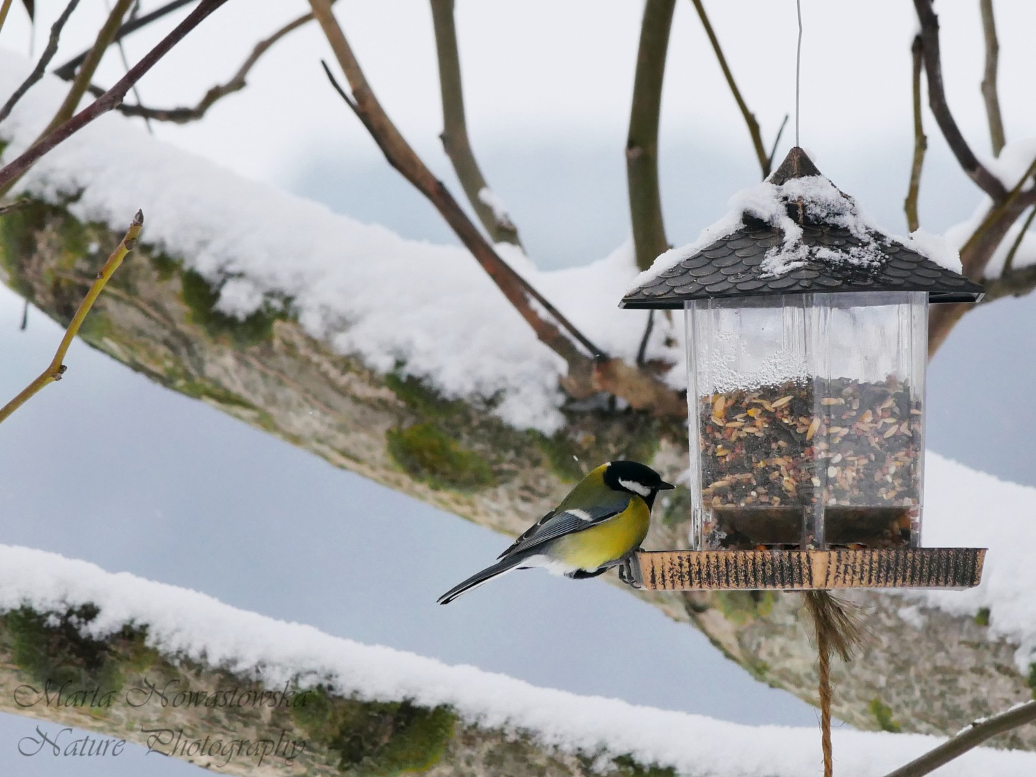 livebirdspoland_5c74baa5e07559ed5e5acb57777d5ca7.jpg