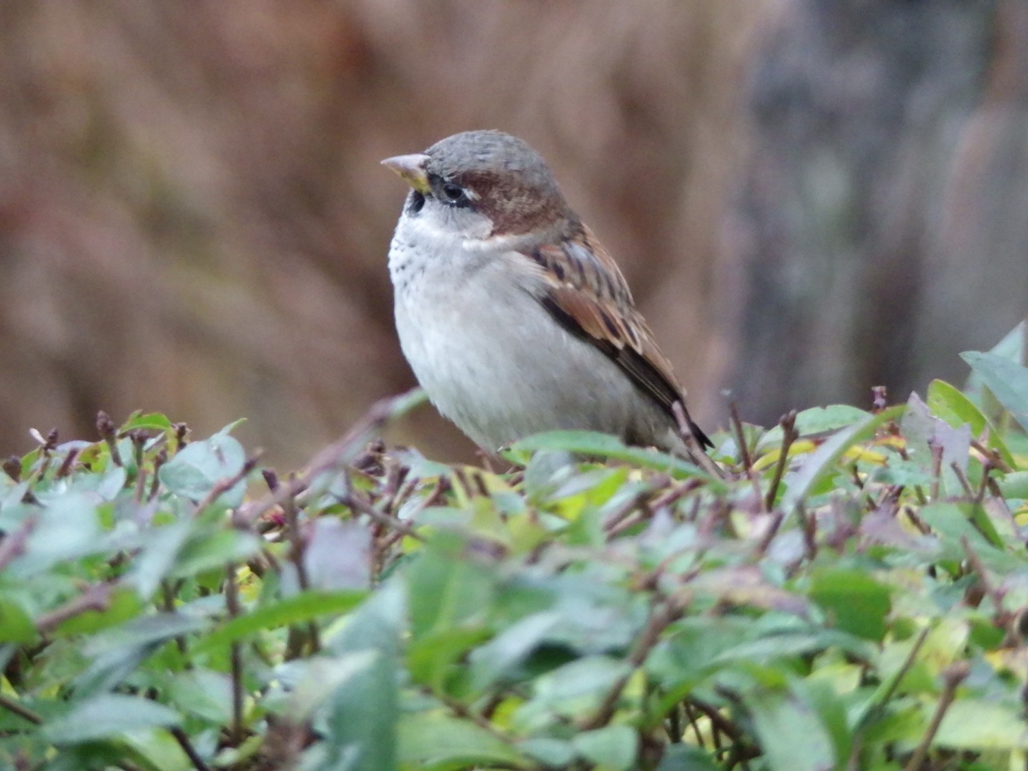 livebirdspoland_521d70e17e736811bd31a52d09b02f49.jpg