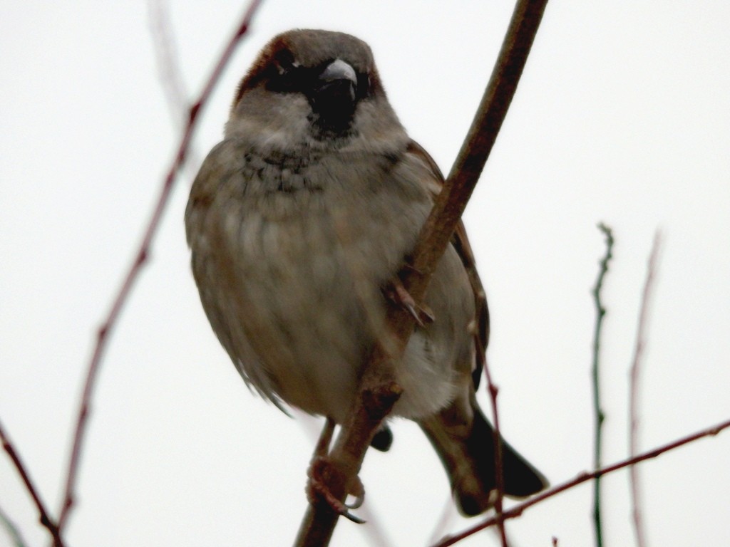 livebirdspoland_d18cba278304255d0aa4d7a22a0cbfca.jpg