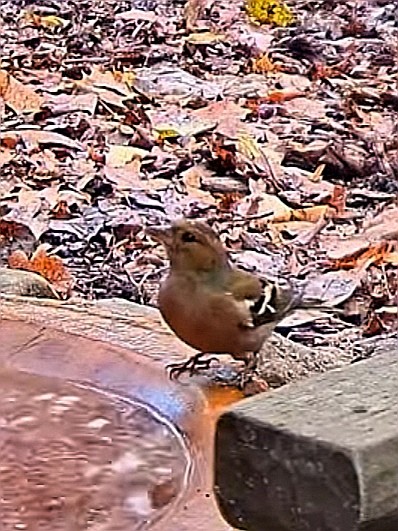 livebirdspoland_2143521c545232b1302bee29c187fd7e.jpg