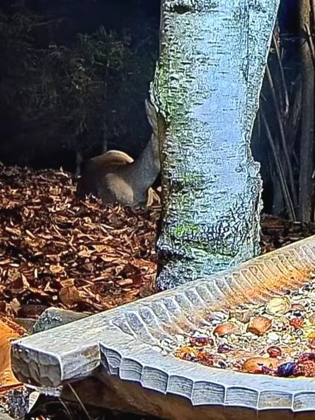 livebirdspoland_16acb8b22ad41cd84a647d3ca8b8e93d.jpg