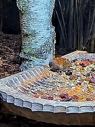 livebirdspoland_d23492ac9d539f444c65cff72fa3015c.jpg