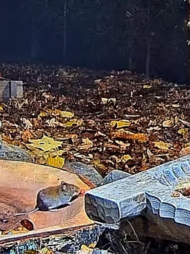 livebirdspoland_adb73d75ef17dc1990b046706d0b17ca.jpg