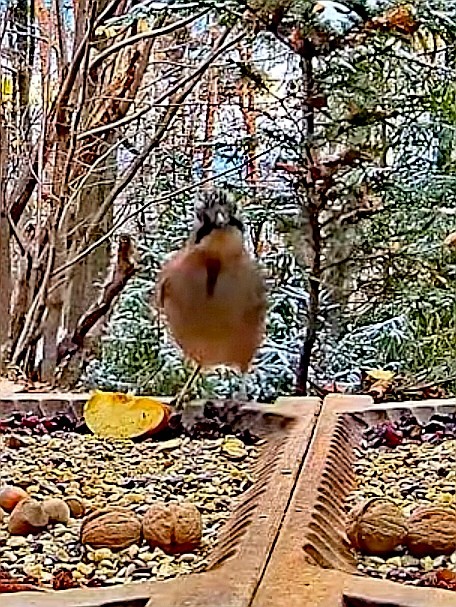 livebirdspoland_e21683f64806ea93a85a66a73a4f0281.jpg